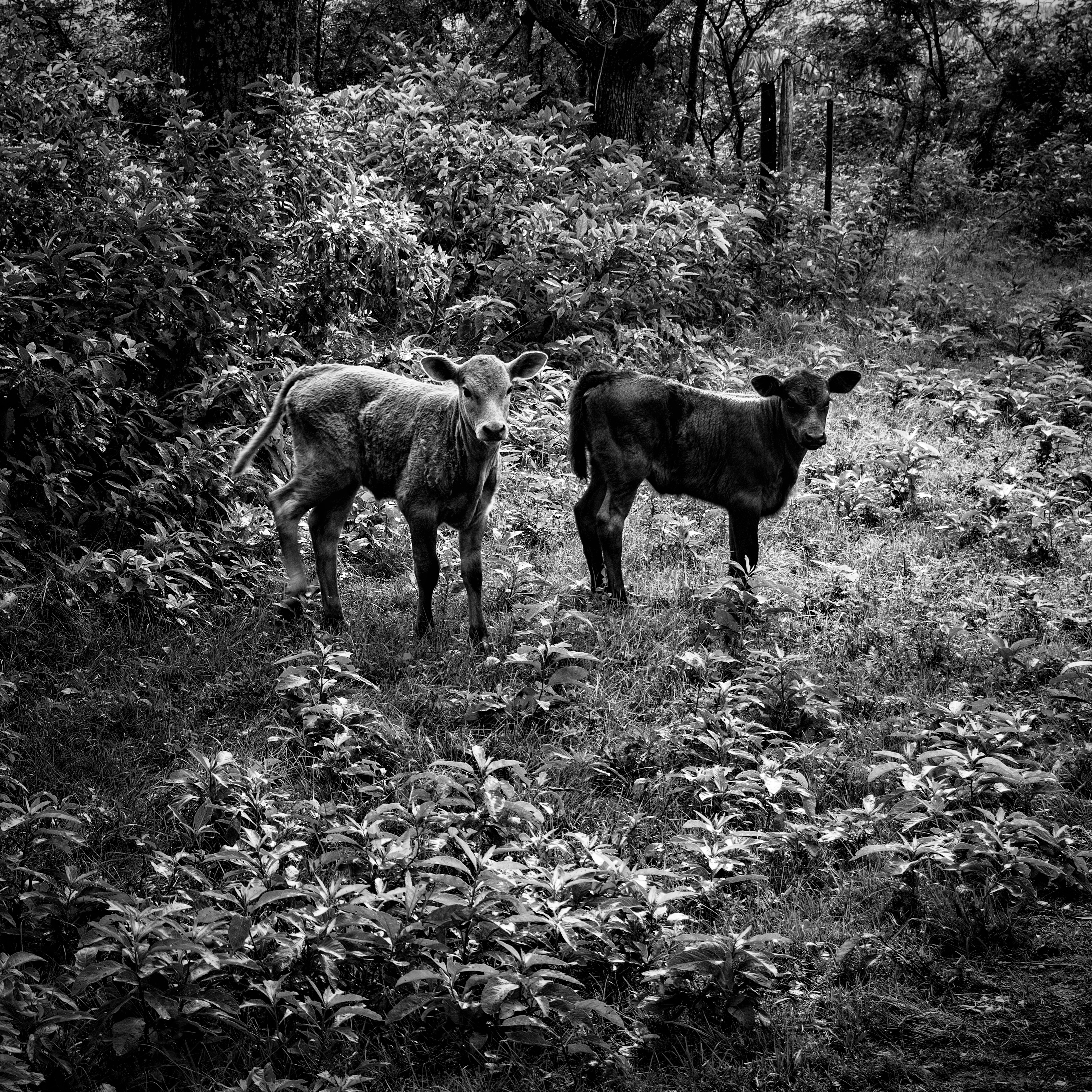 Terneros, Ea. San Teodoro, Río Primero, Córdoba.