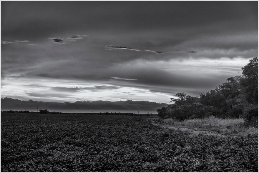 Anochecer en la soja