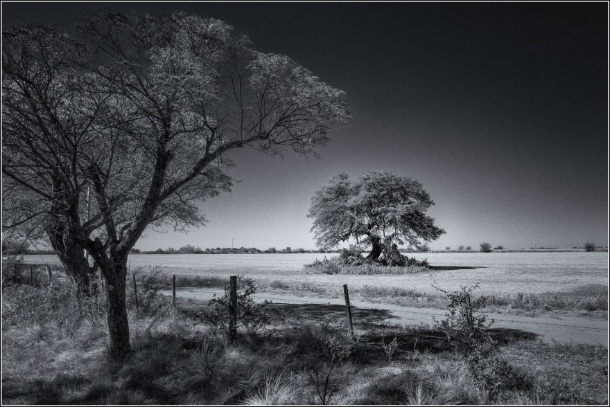 El arbol de la pampa gringa