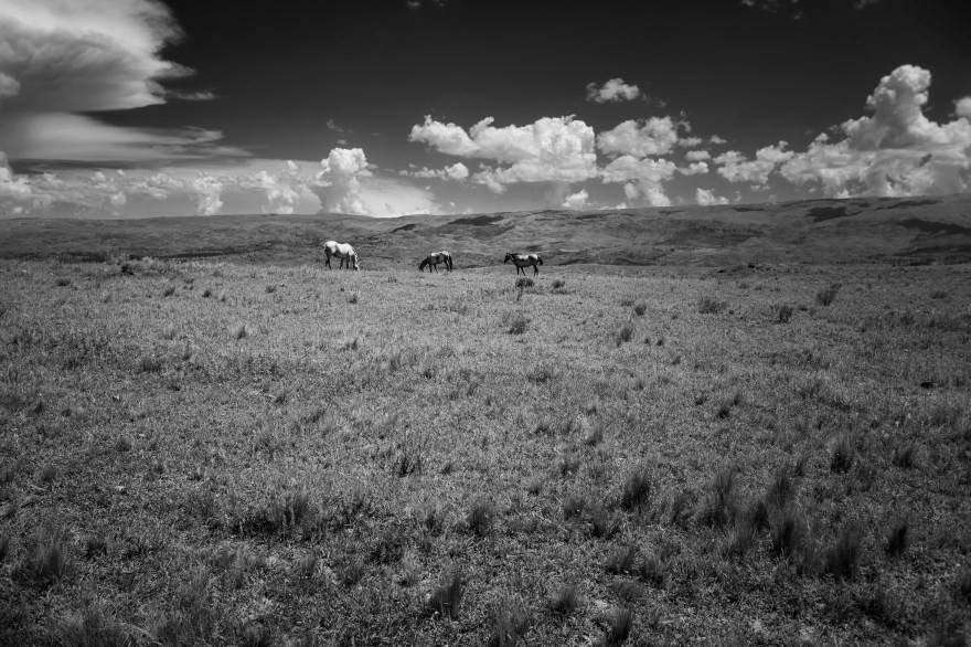 Tres caballos en los pastos de Yacanto