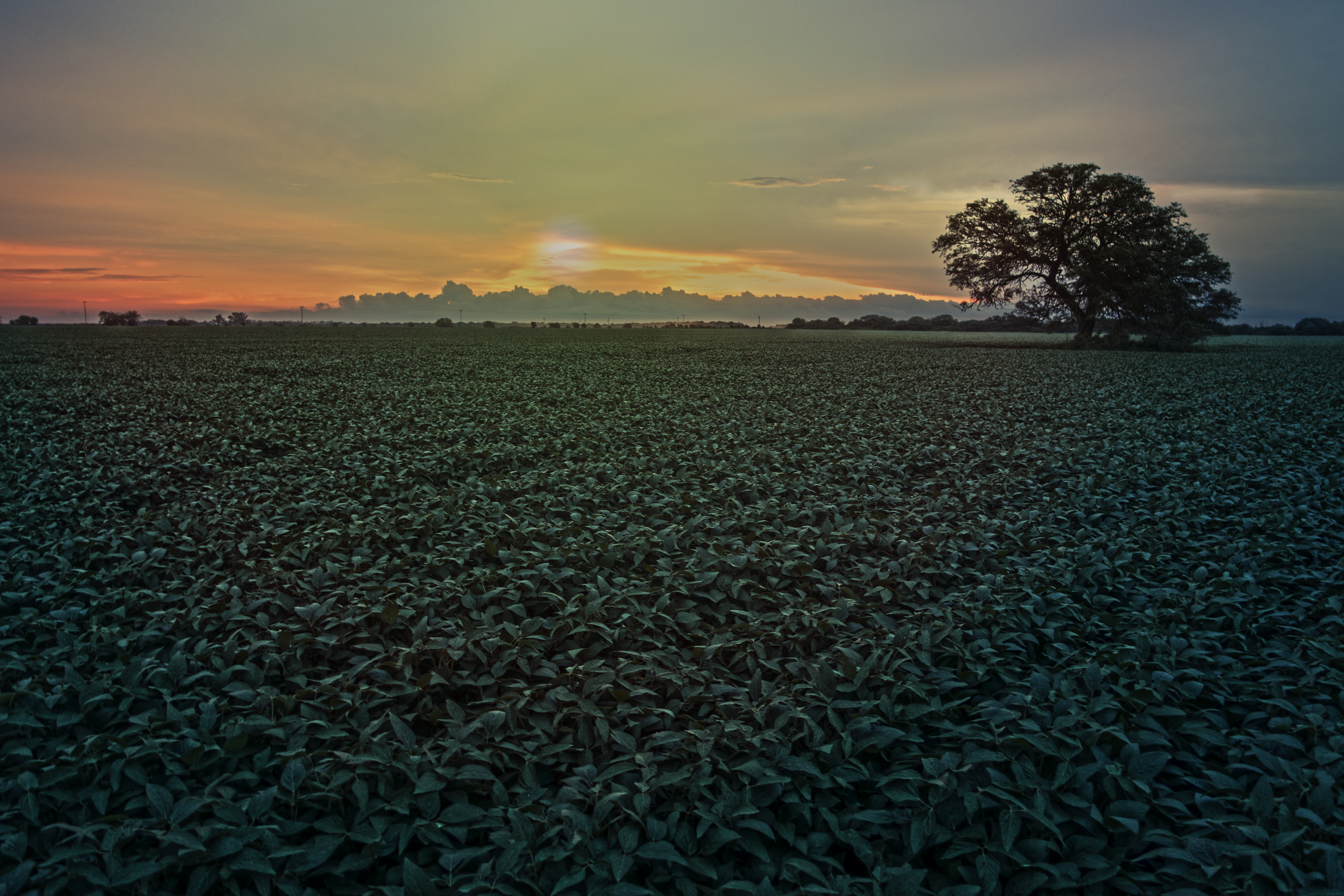 Atardecer sobre la soja color, zona rural de Río Primero, Córdoba, Argentina