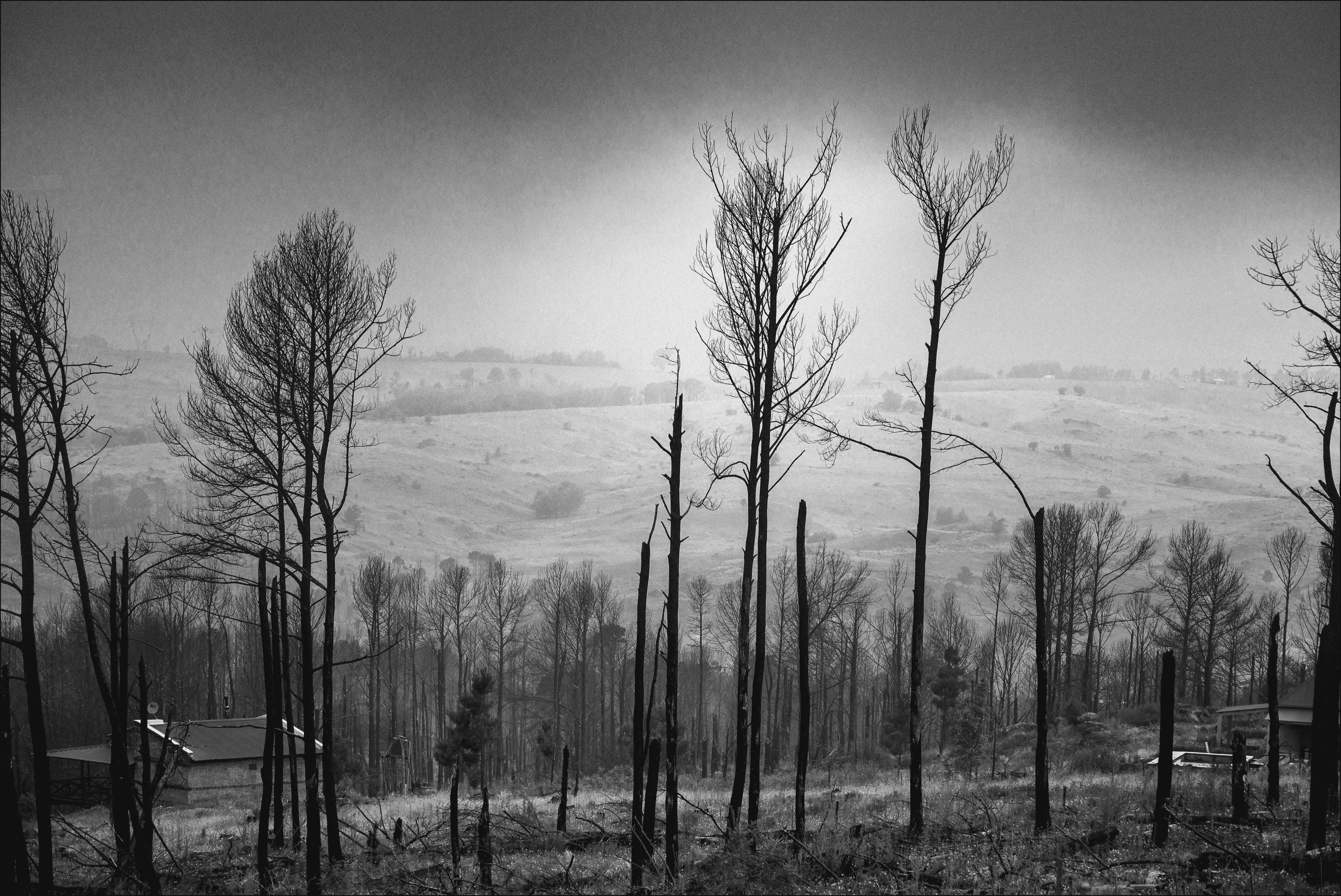 Niebla en el bosque quemado