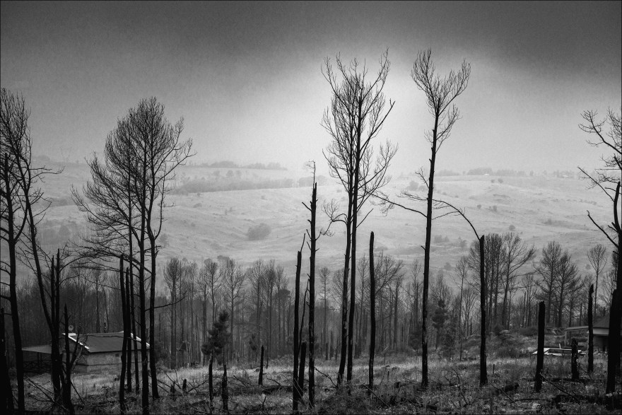 Niebla en el bosque quemado